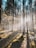 the sun shines through the trees in the forest