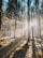 the sun shines through the trees in the forest