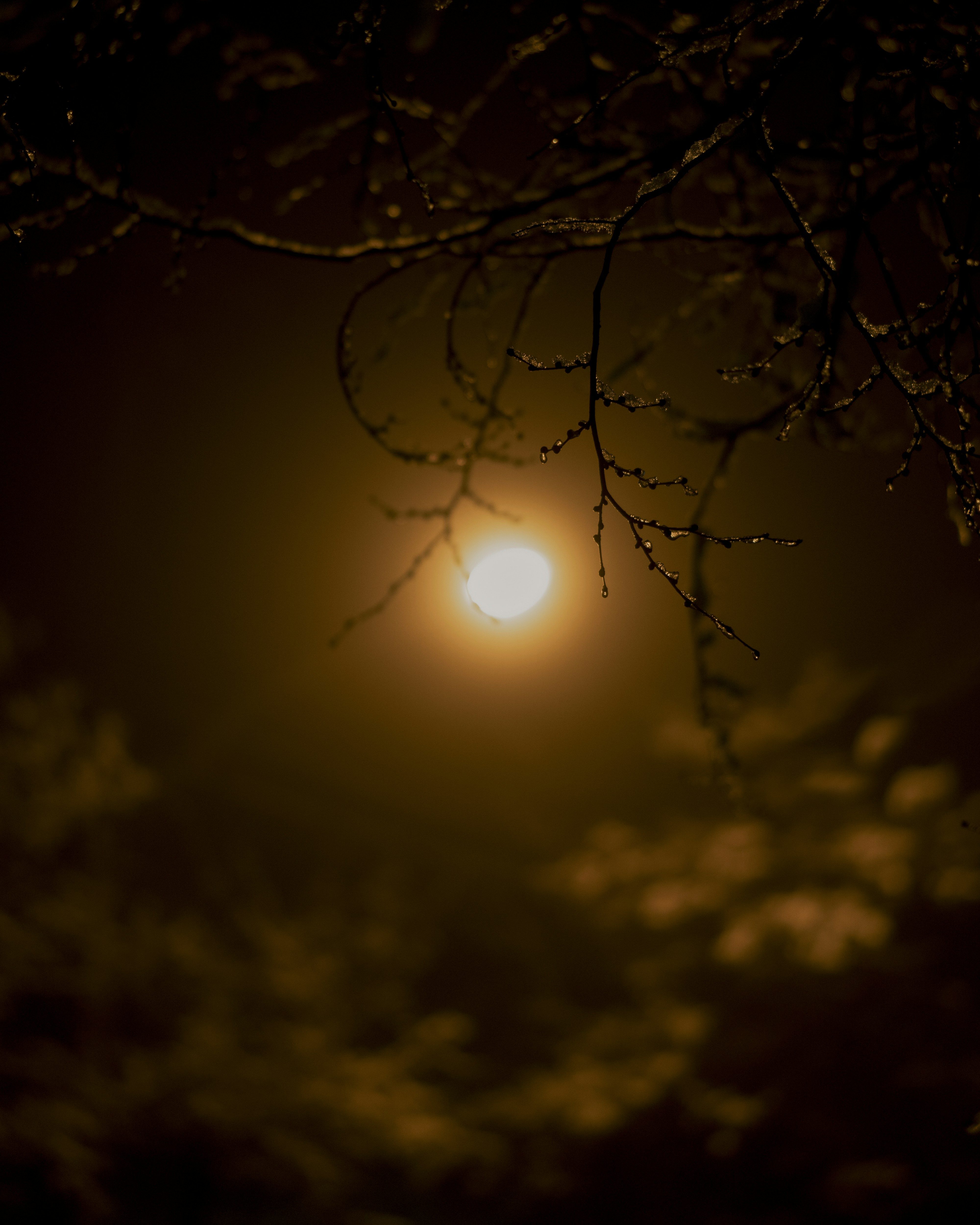 Photo by alikarimibn