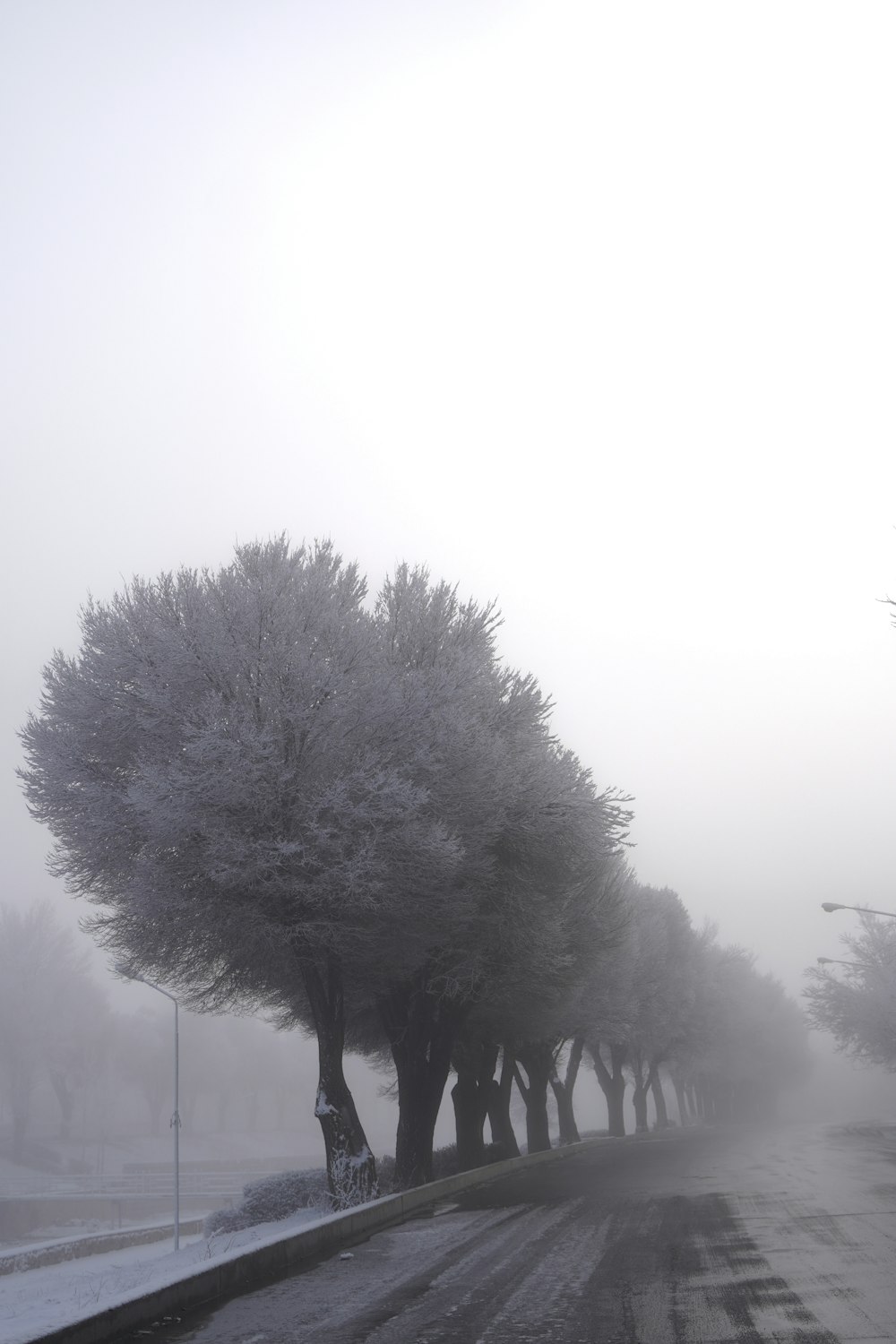 a row of trees on a snowy street