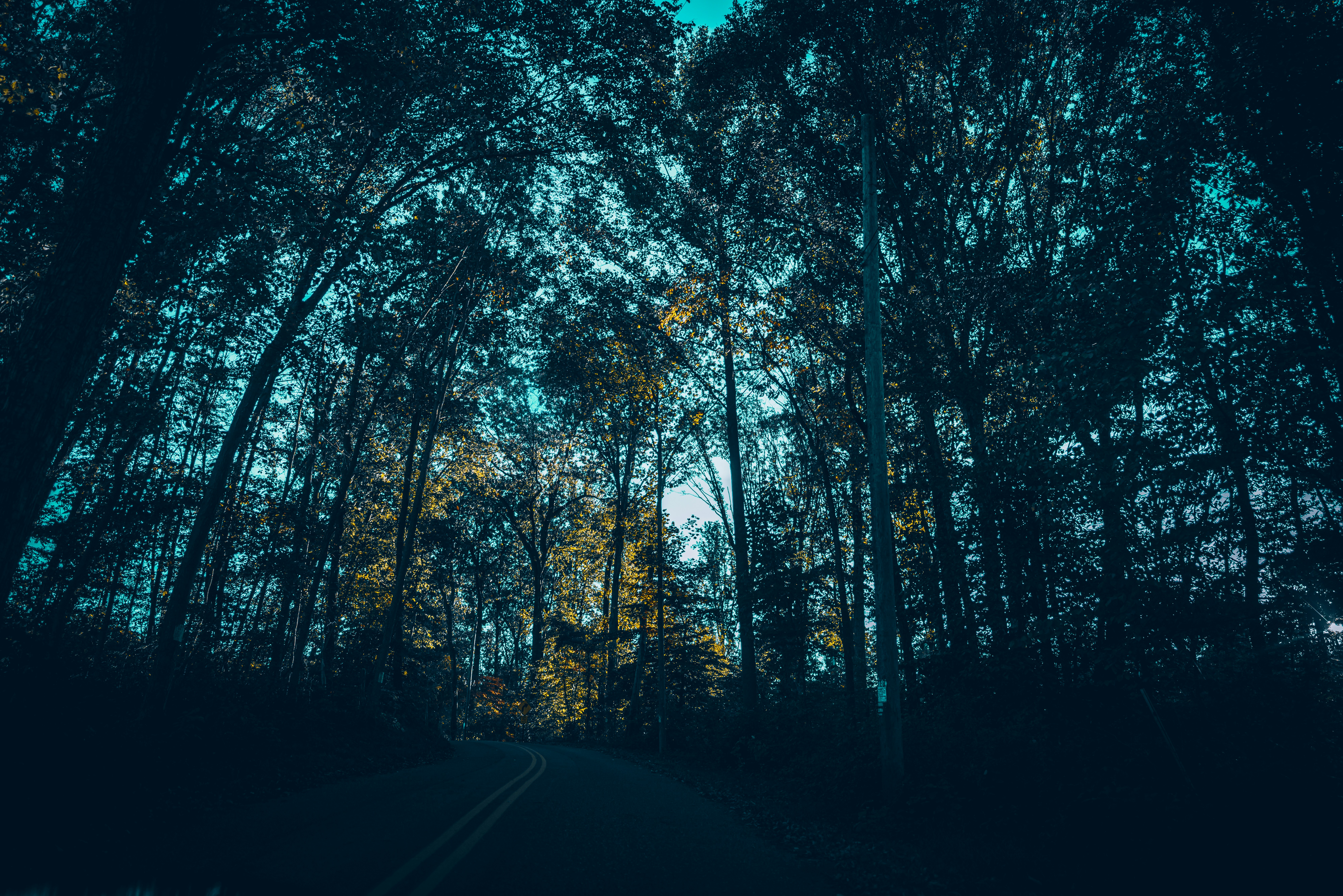a road in the middle of a forest with lots of trees