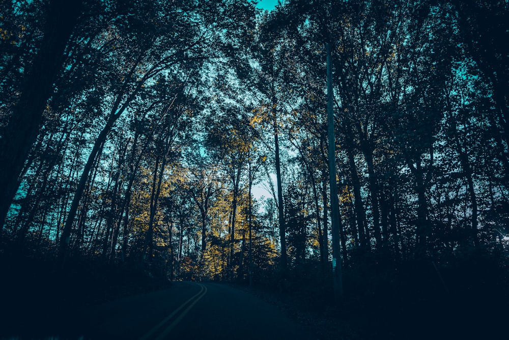 a road in the middle of a forest with lots of trees