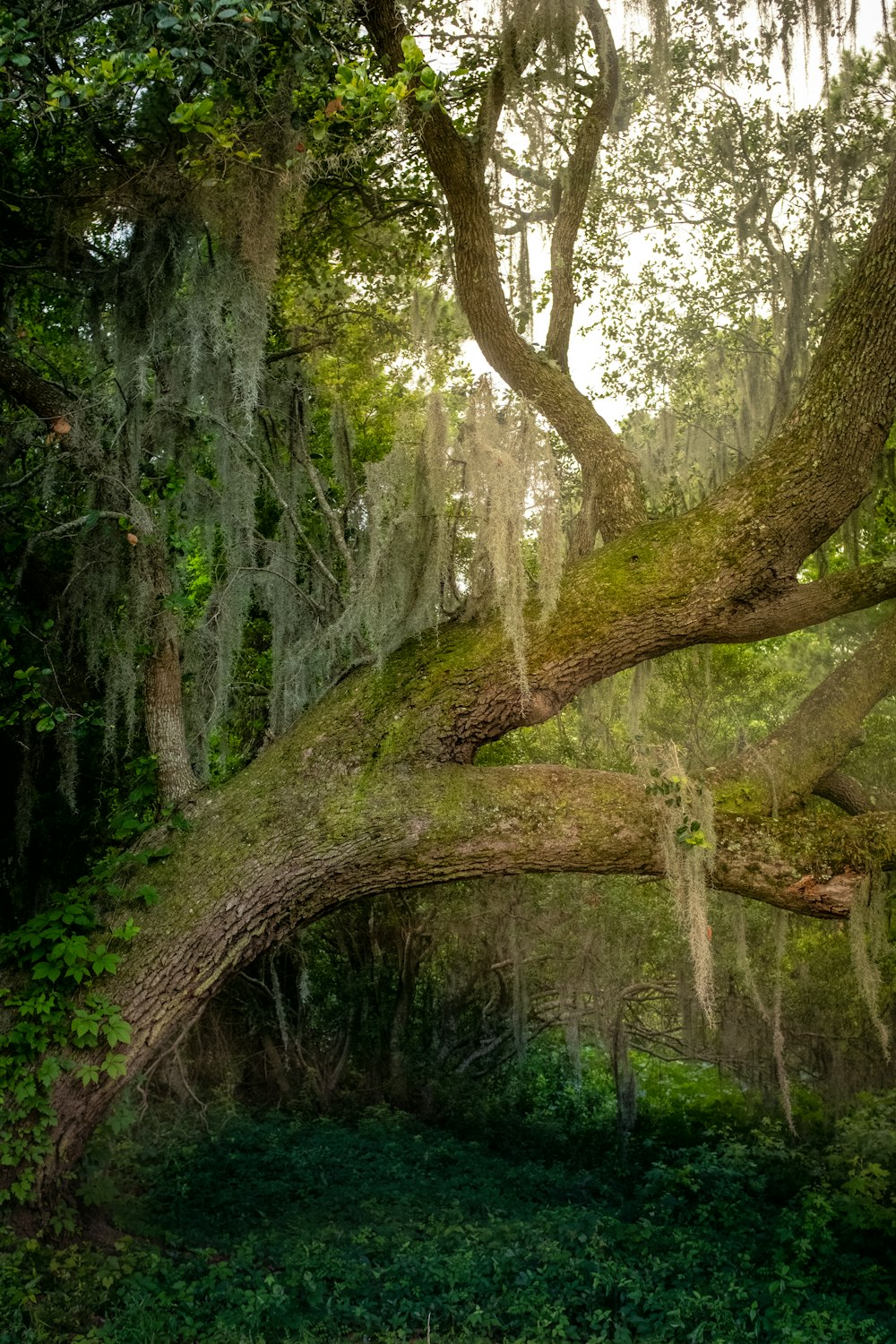 a large tree with moss growing on it's branches