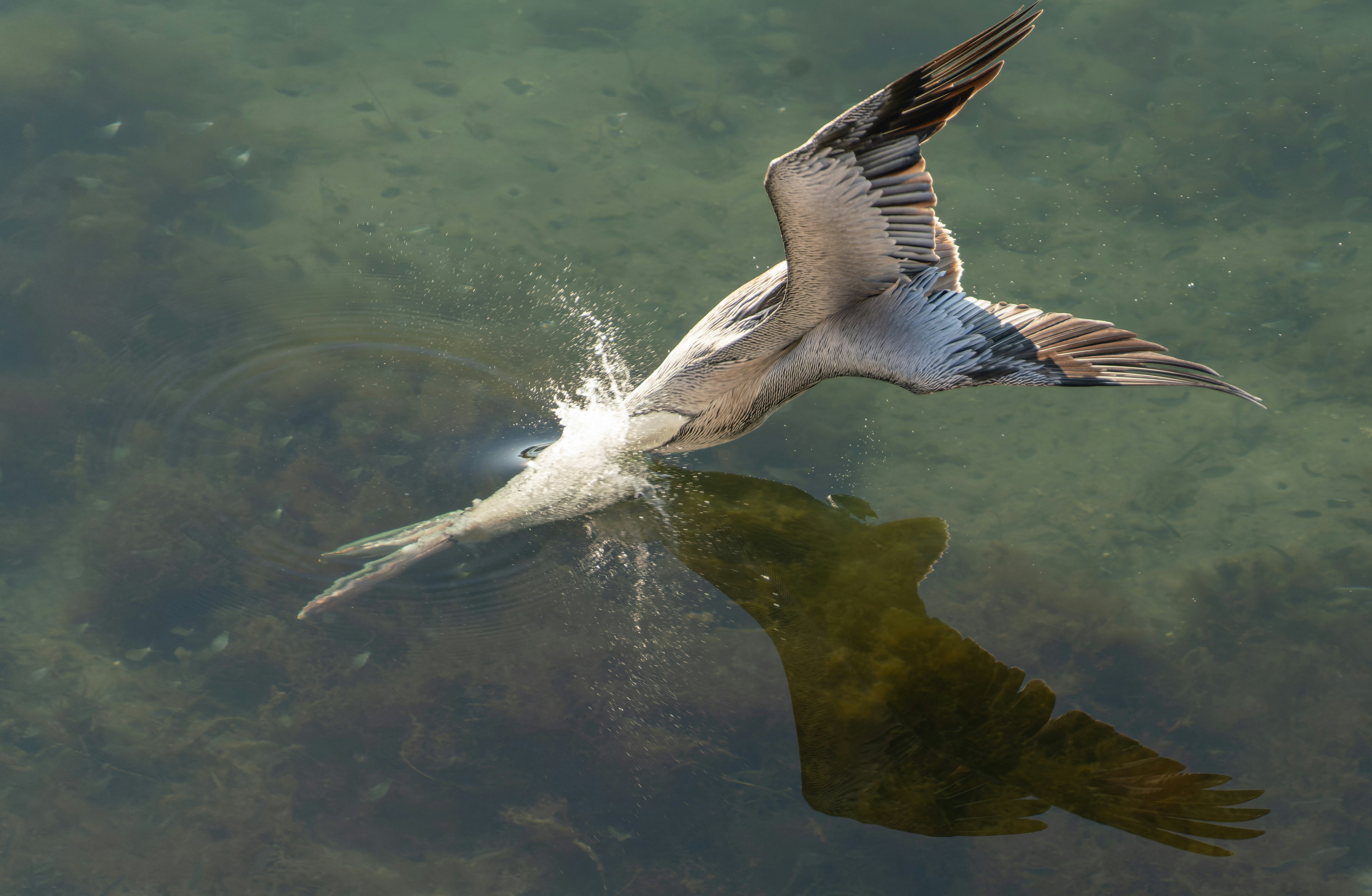 a bird flying over a body of water