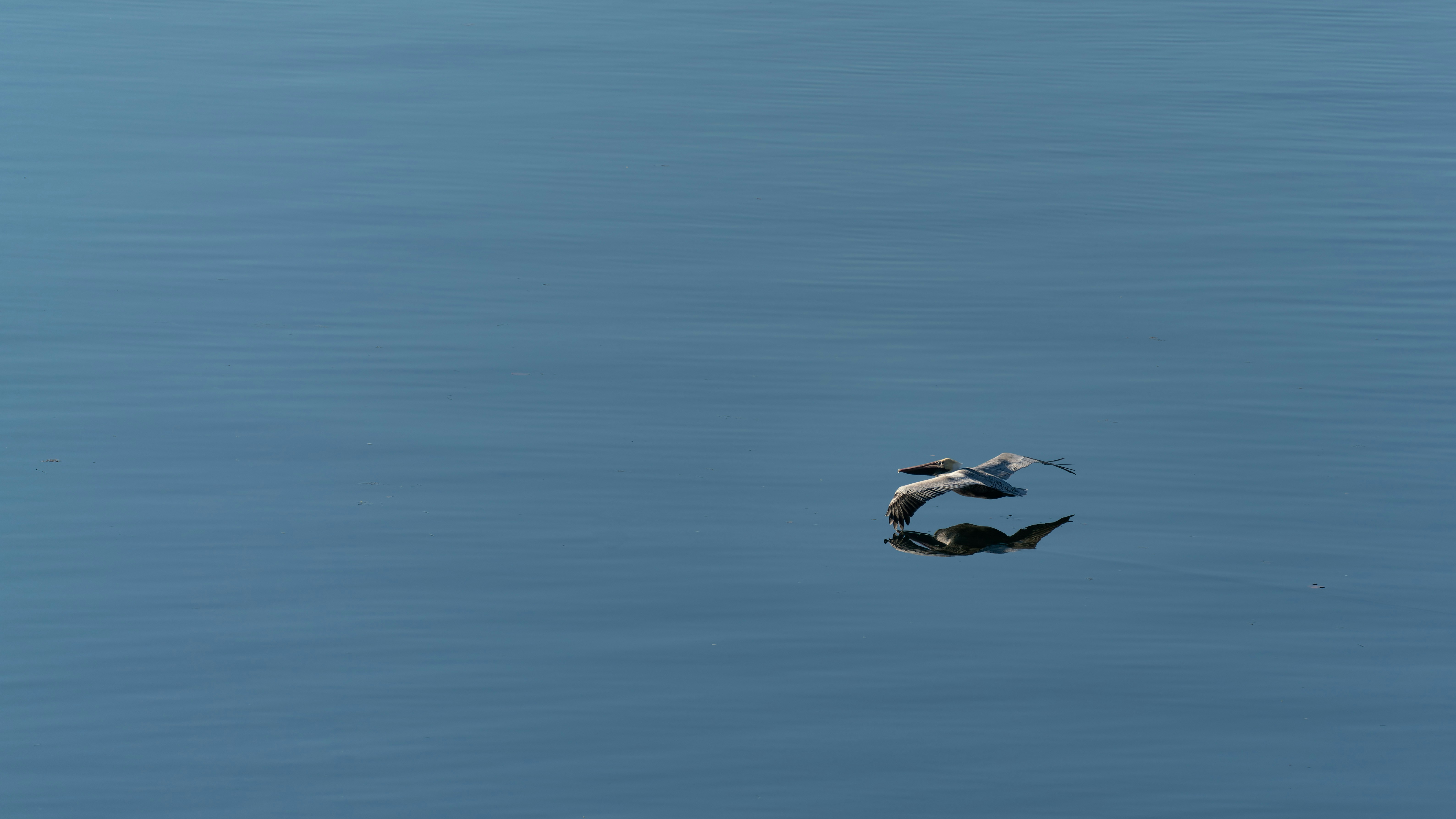 Afbeelding van Lage Zwaluwe