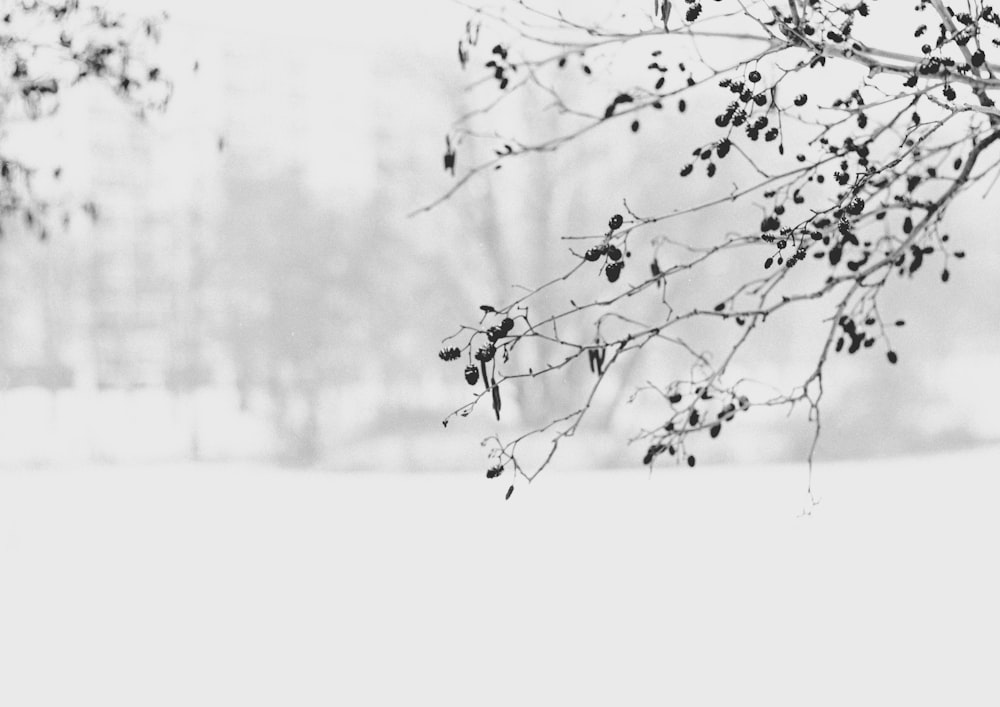 Una foto in bianco e nero di un albero nella neve