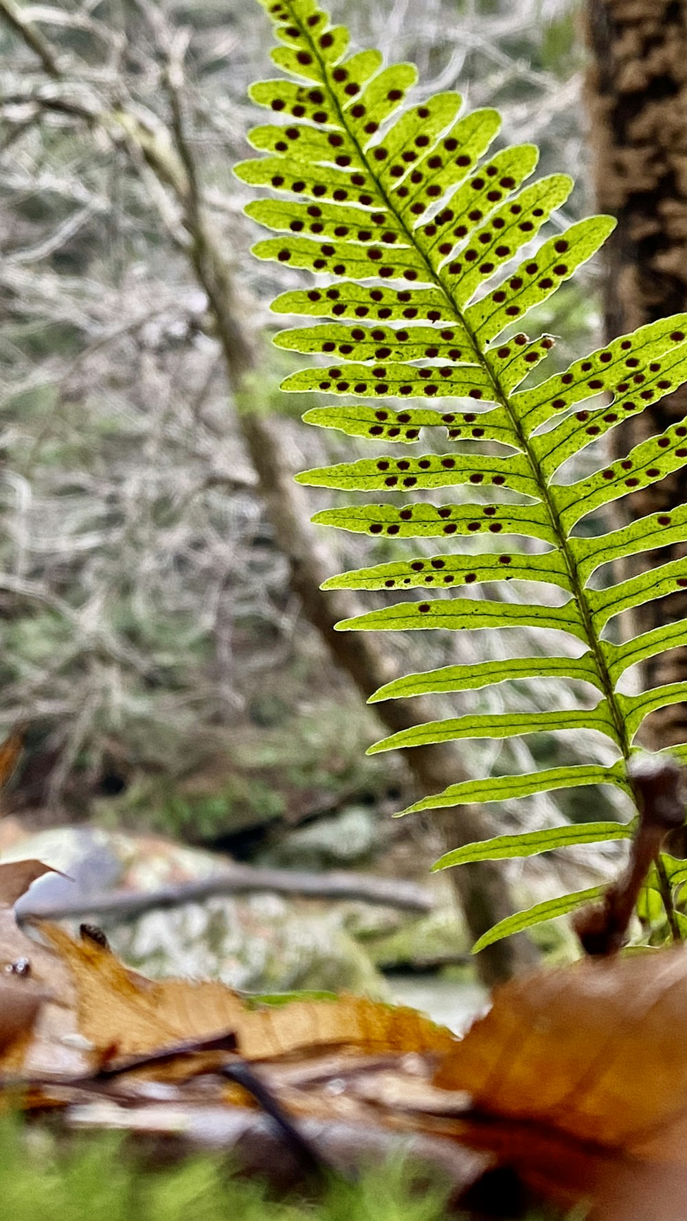 a green fern leaf sitting on top of a forest floor
