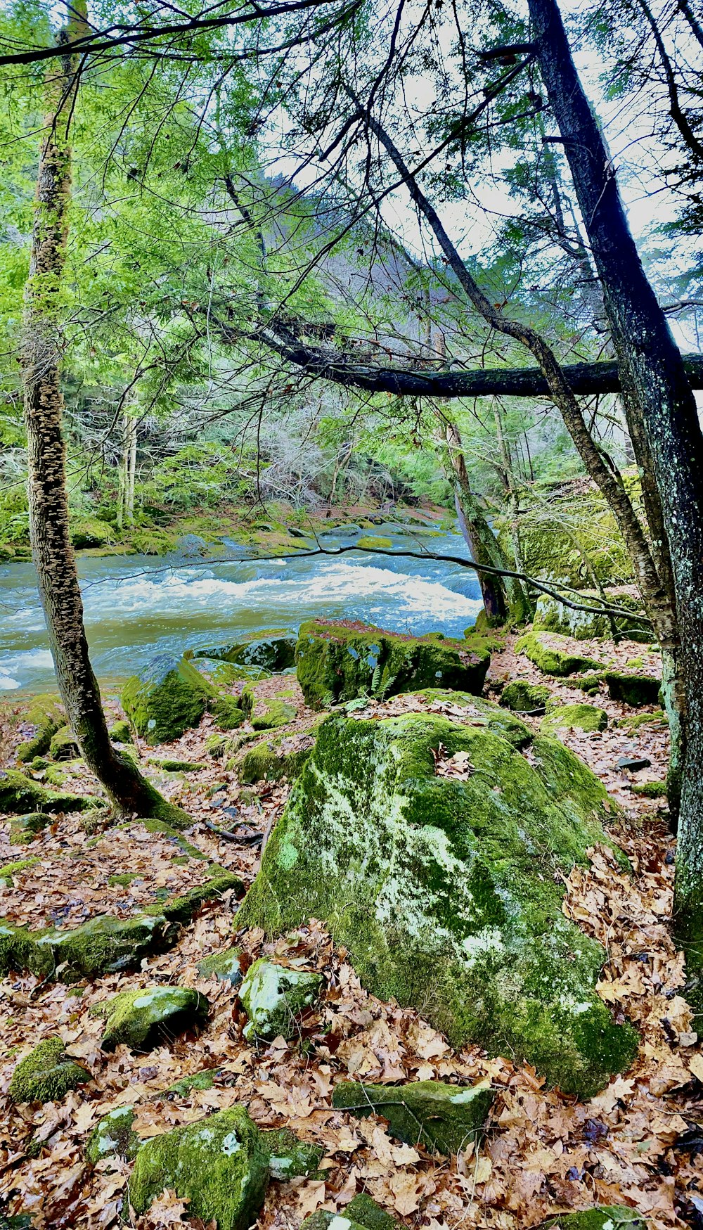 a river running through a lush green forest