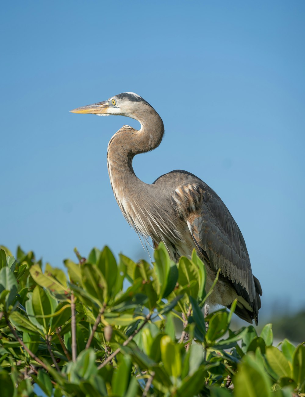 a large bird sitting on top of a tree