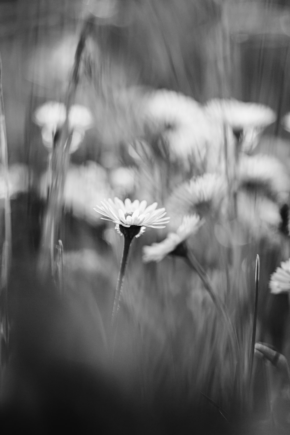 a black and white photo of a flower