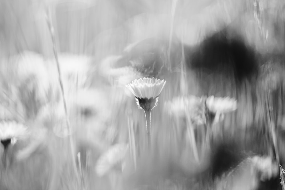 a black and white photo of a flower