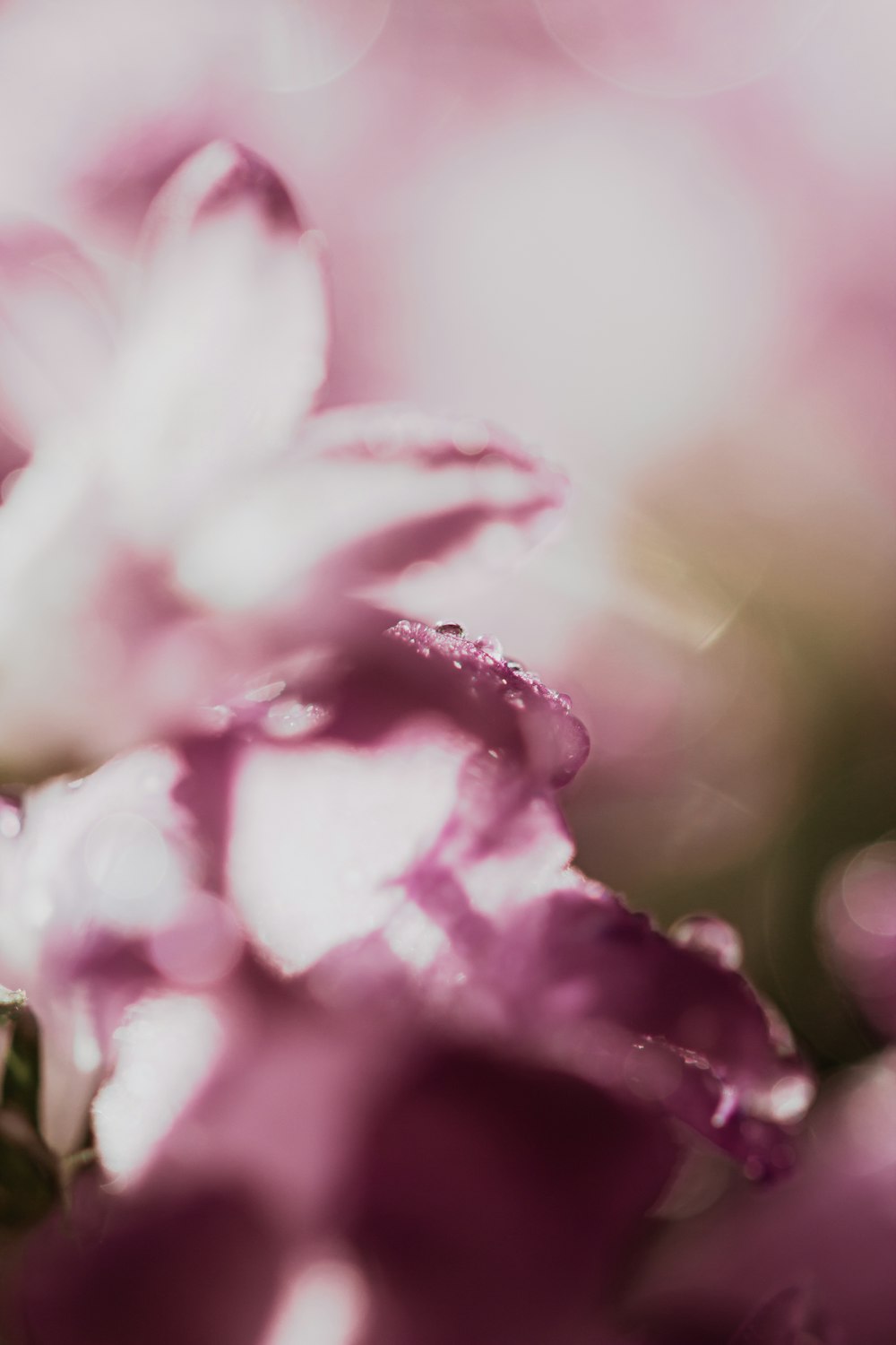 a close up of a flower with drops of water on it