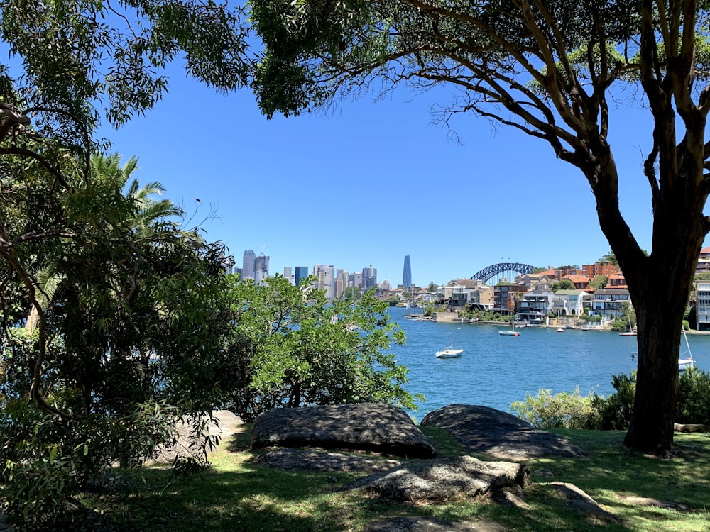 a view of a river and a city from a park