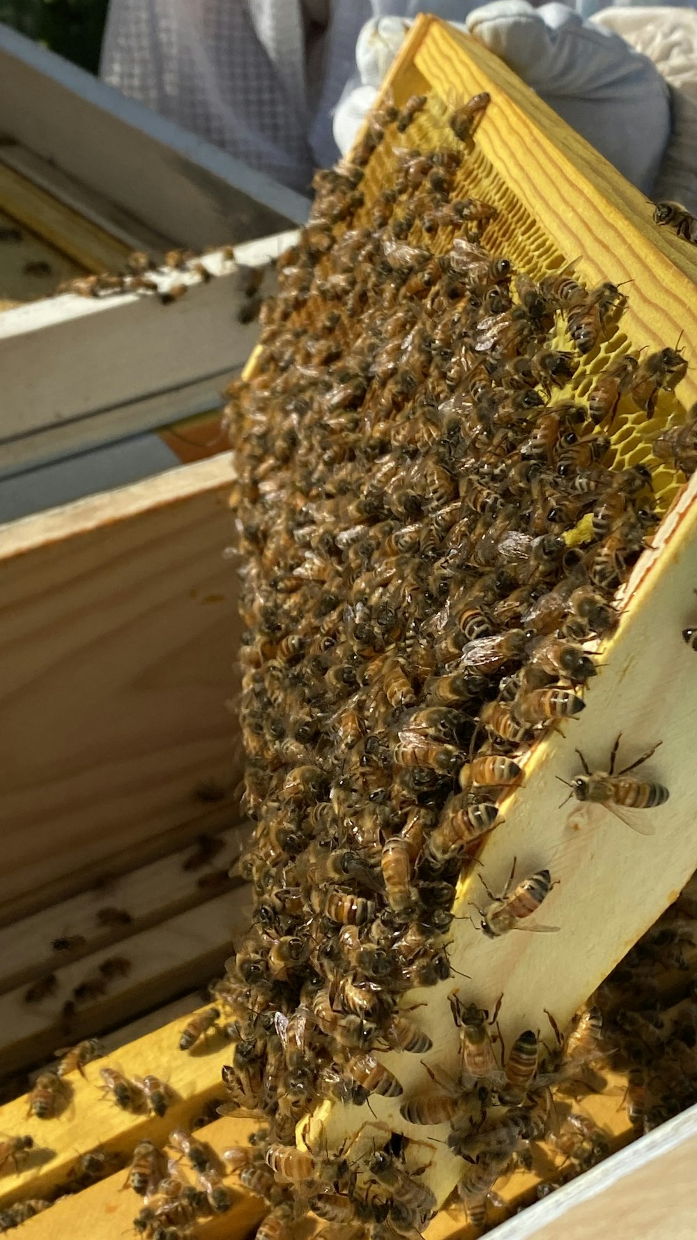 a bunch of bees that are in a beehive