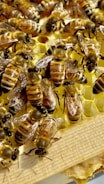 a bunch of bees that are on a piece of honey