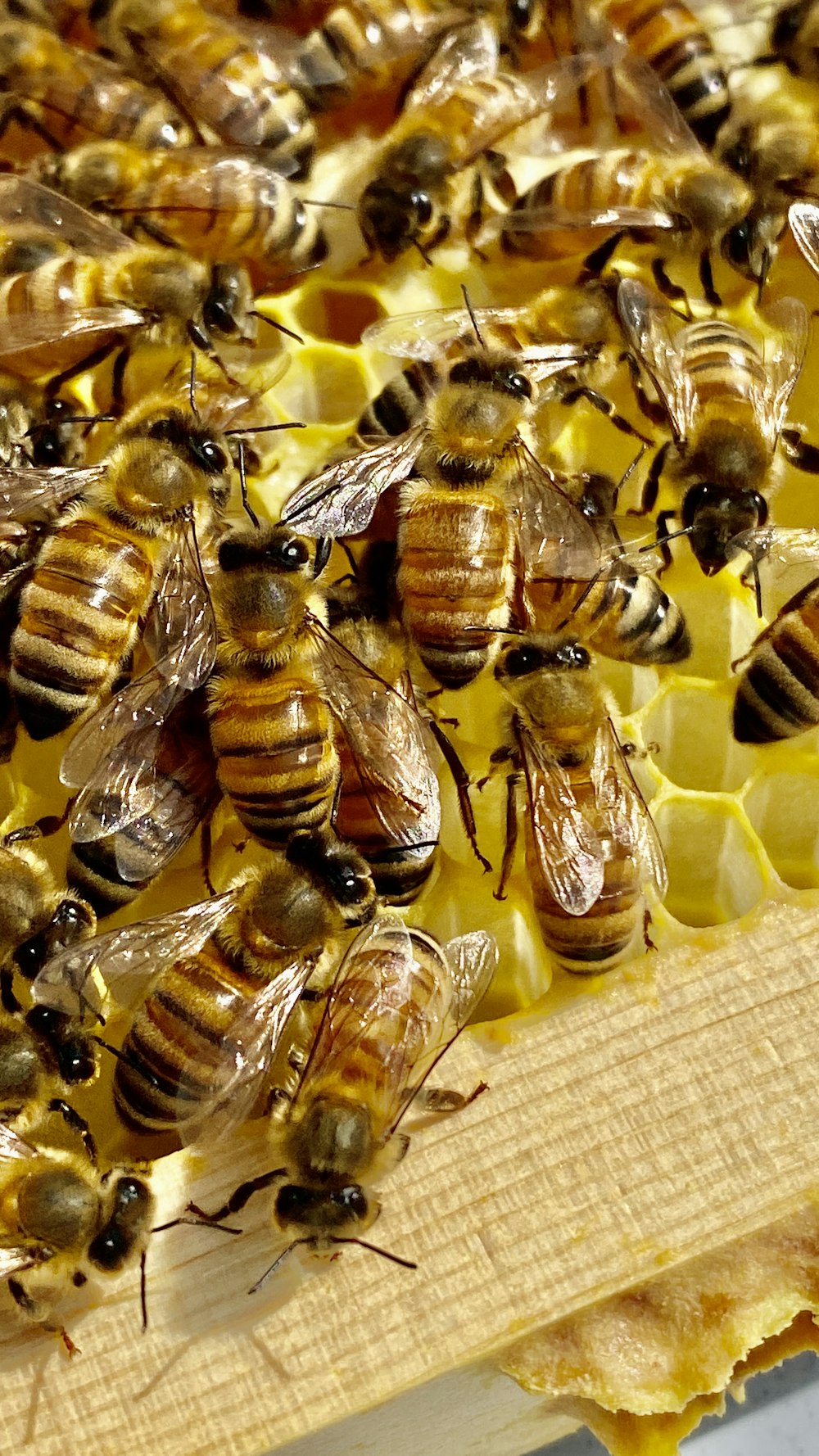 a bunch of bees that are on a piece of honey