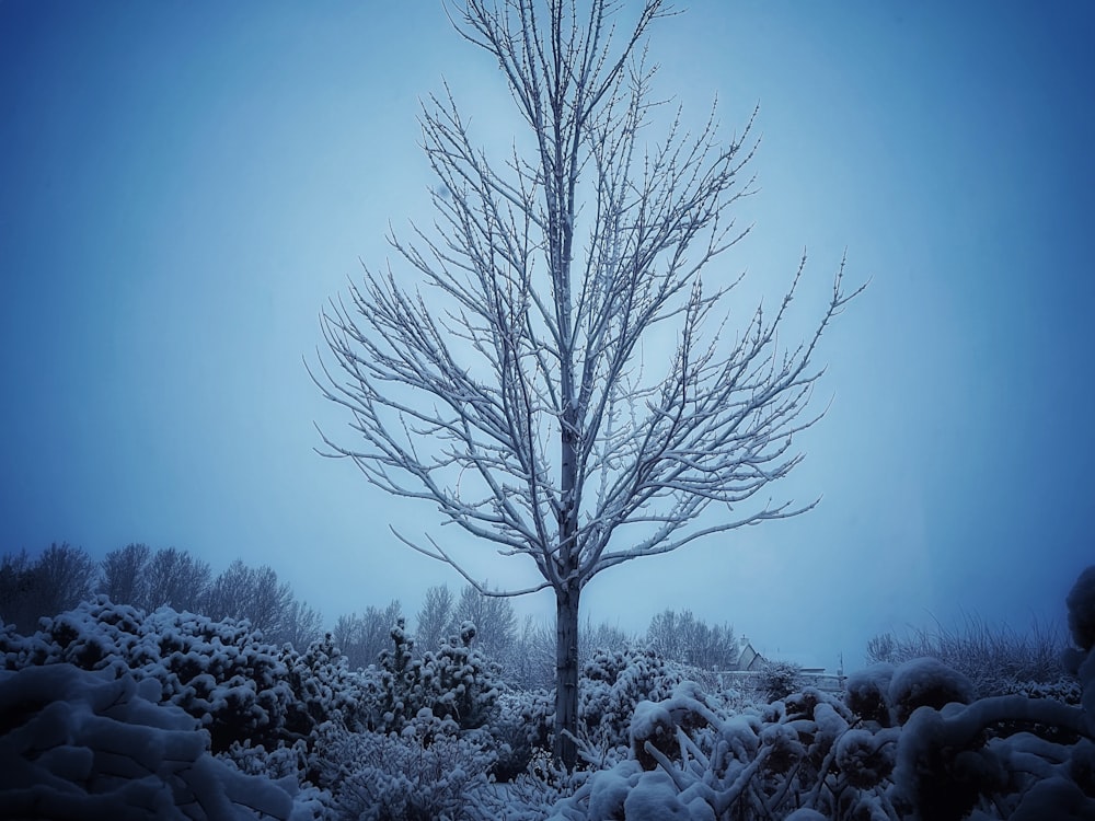 a bare tree in the middle of a snowy field