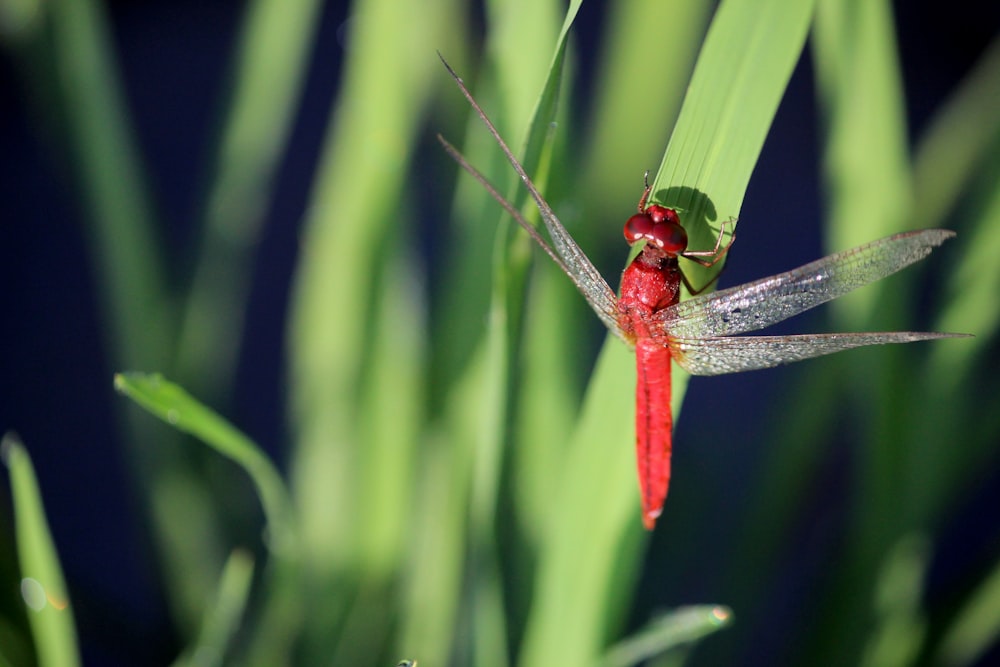 a red insect sitting on top of a green plant