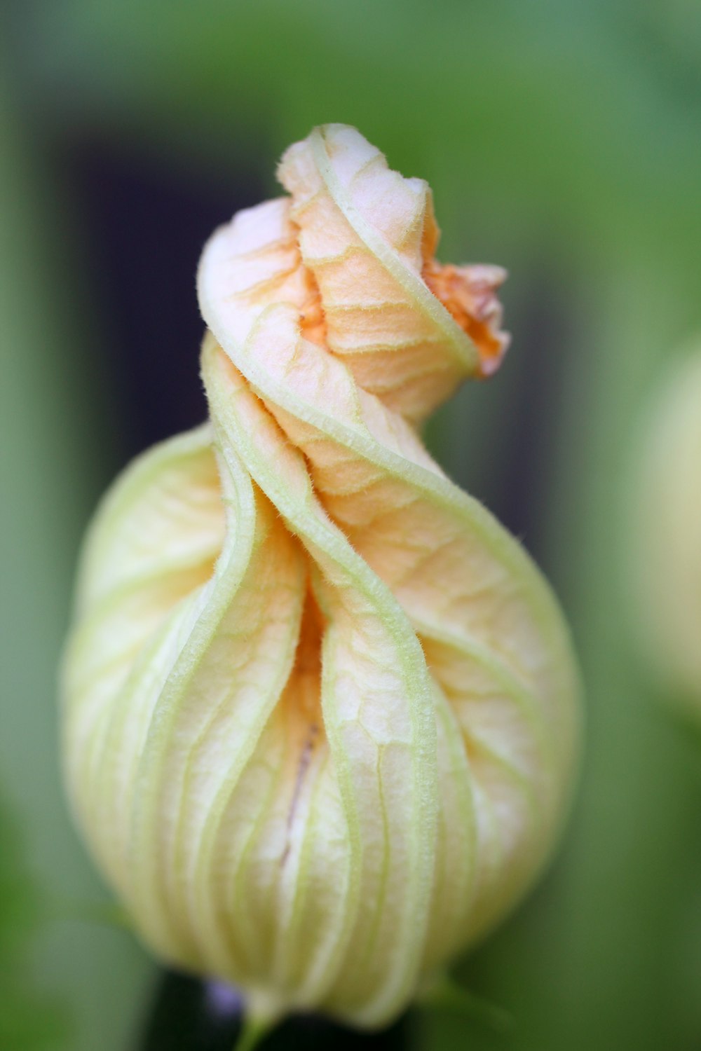 a close up of a flower with a blurry background