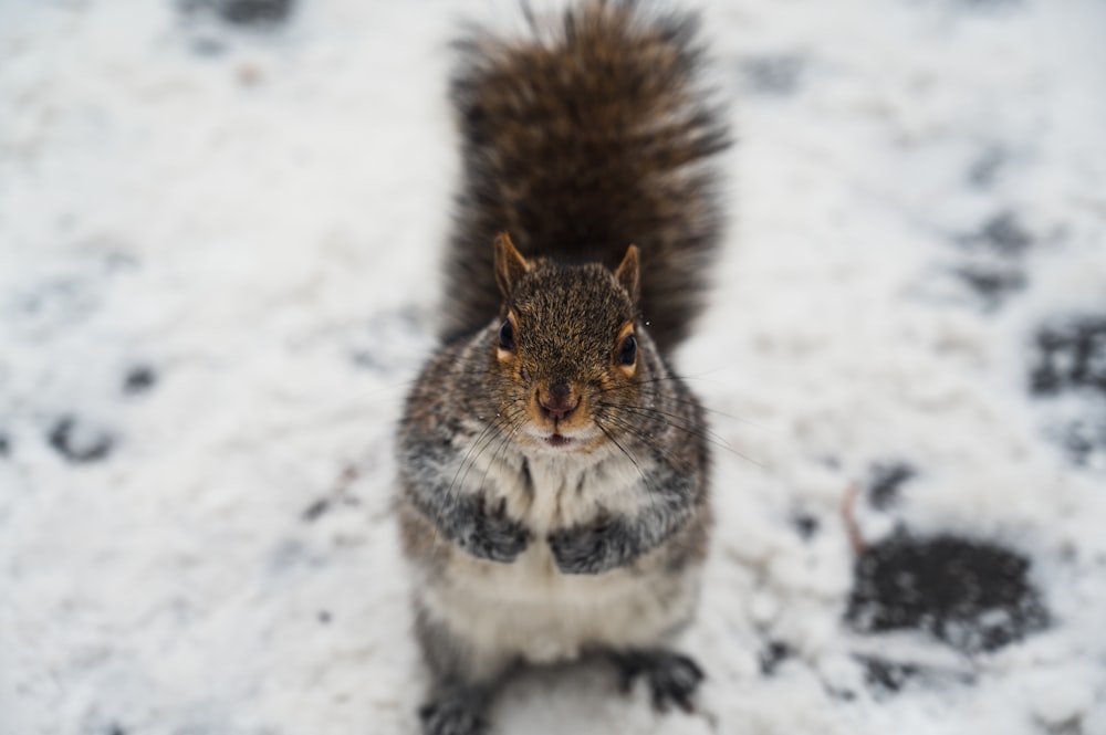 a squirrel is standing in the snow and looking at the camera