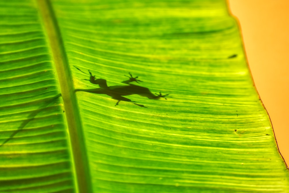 a lizard is sitting on a green leaf