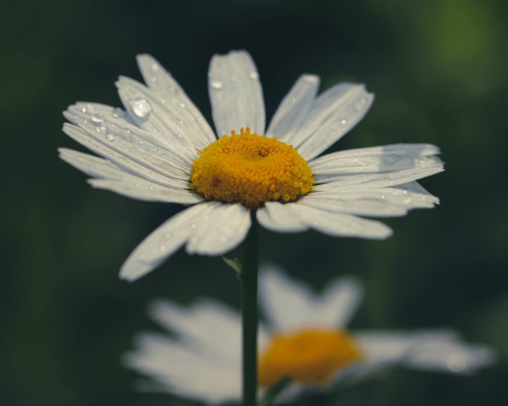 un primo piano di un fiore con gocce d'acqua su di esso