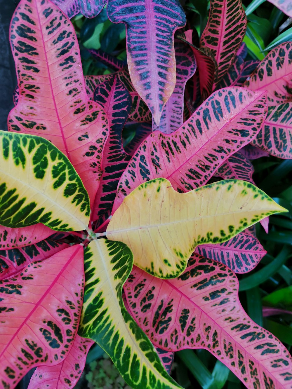a close up of a colorful plant with leaves