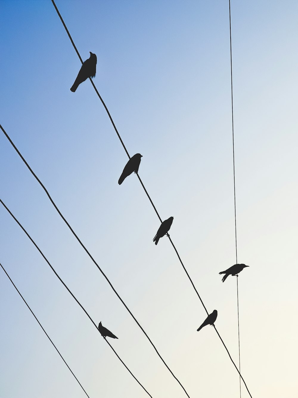 a flock of birds sitting on top of power lines