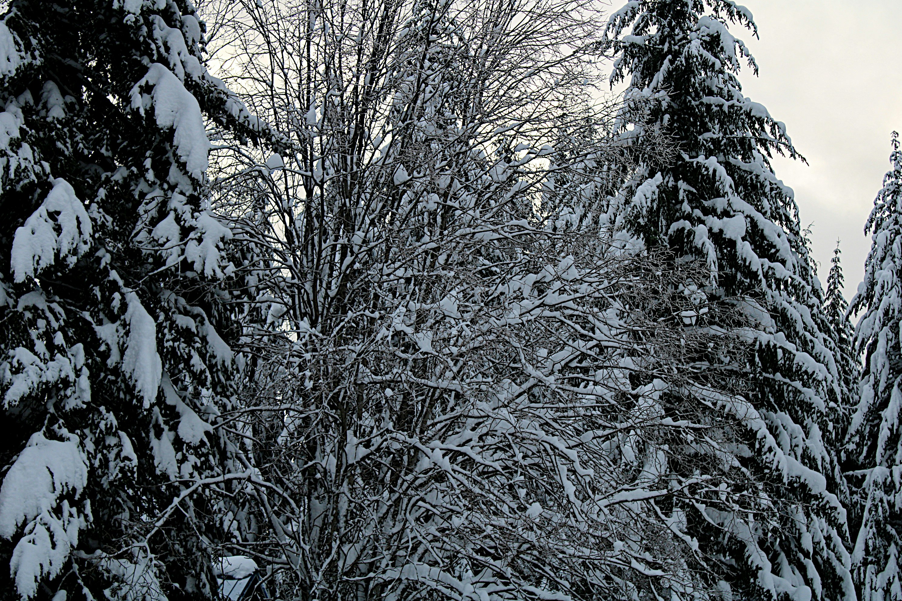 Photo by isaacstevenlind