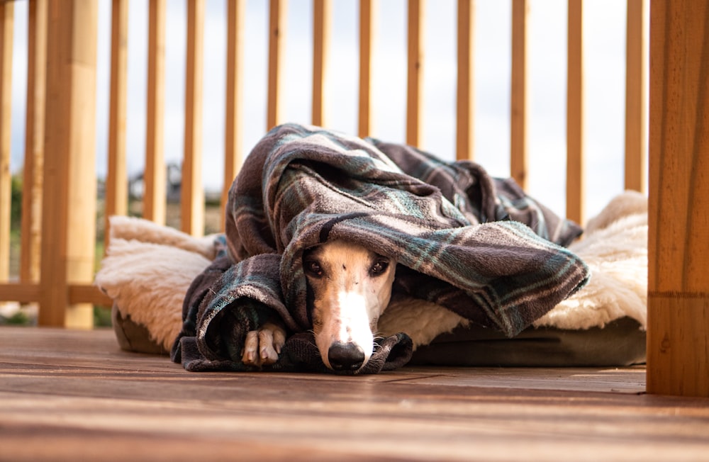 a dog wrapped up in a blanket on a deck