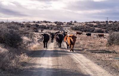 A group of cattle walking along a dirt path bordered by tall grass and trees.