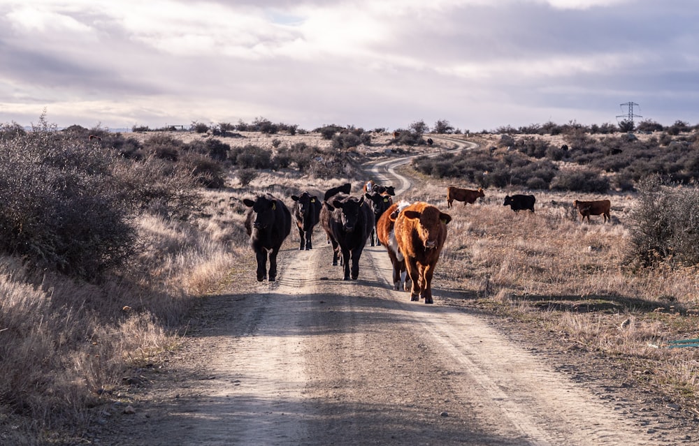 a herd of cattle walking down a dirt road