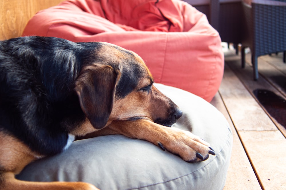 a dog laying on top of a pillow on a wooden floor