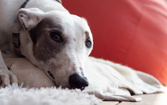 a close up of a greyhound dog laying on a rug