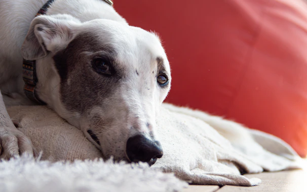 a close up of a greyhound dog laying on a rug