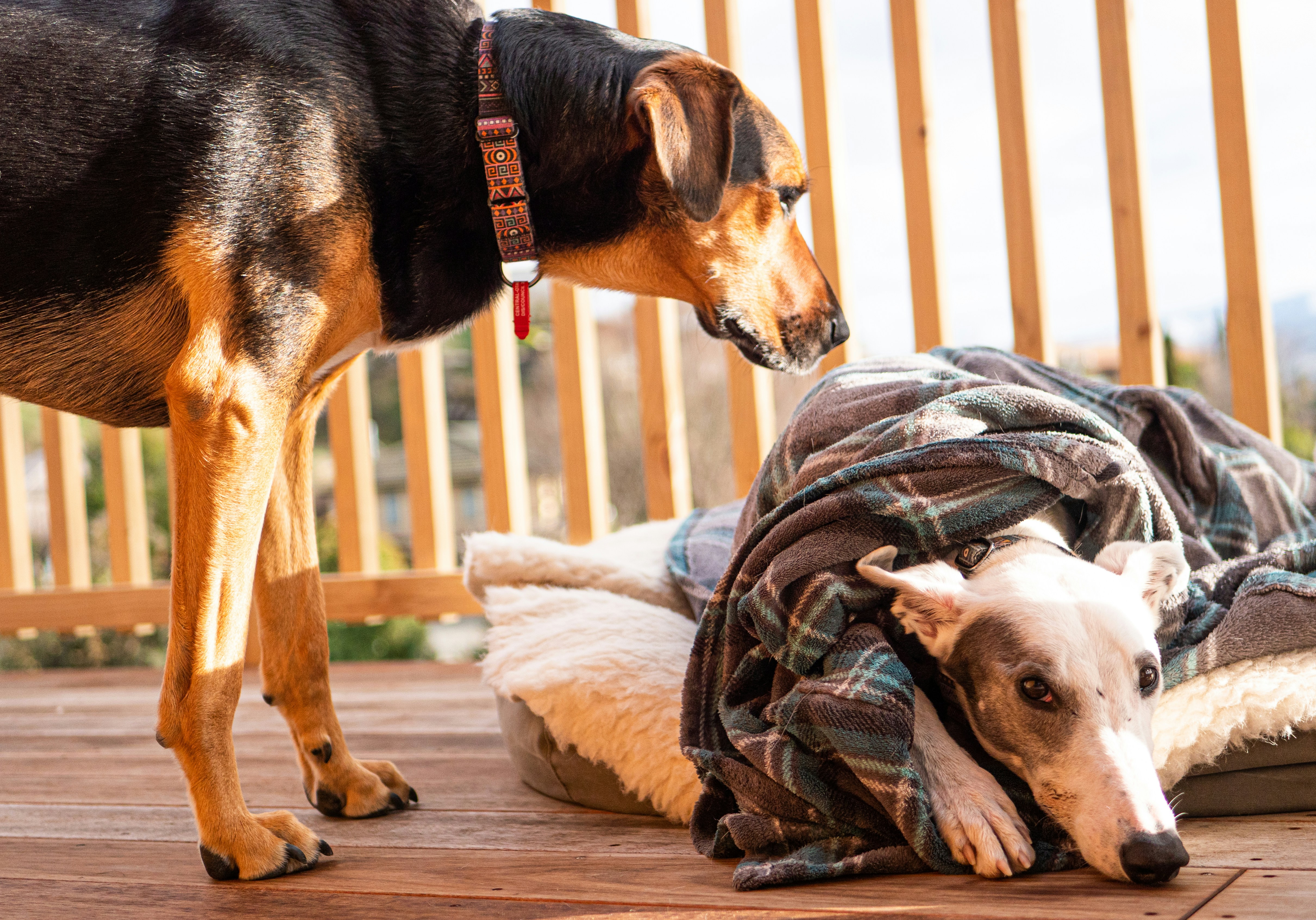 a dog standing next to a dog covered in a blanket