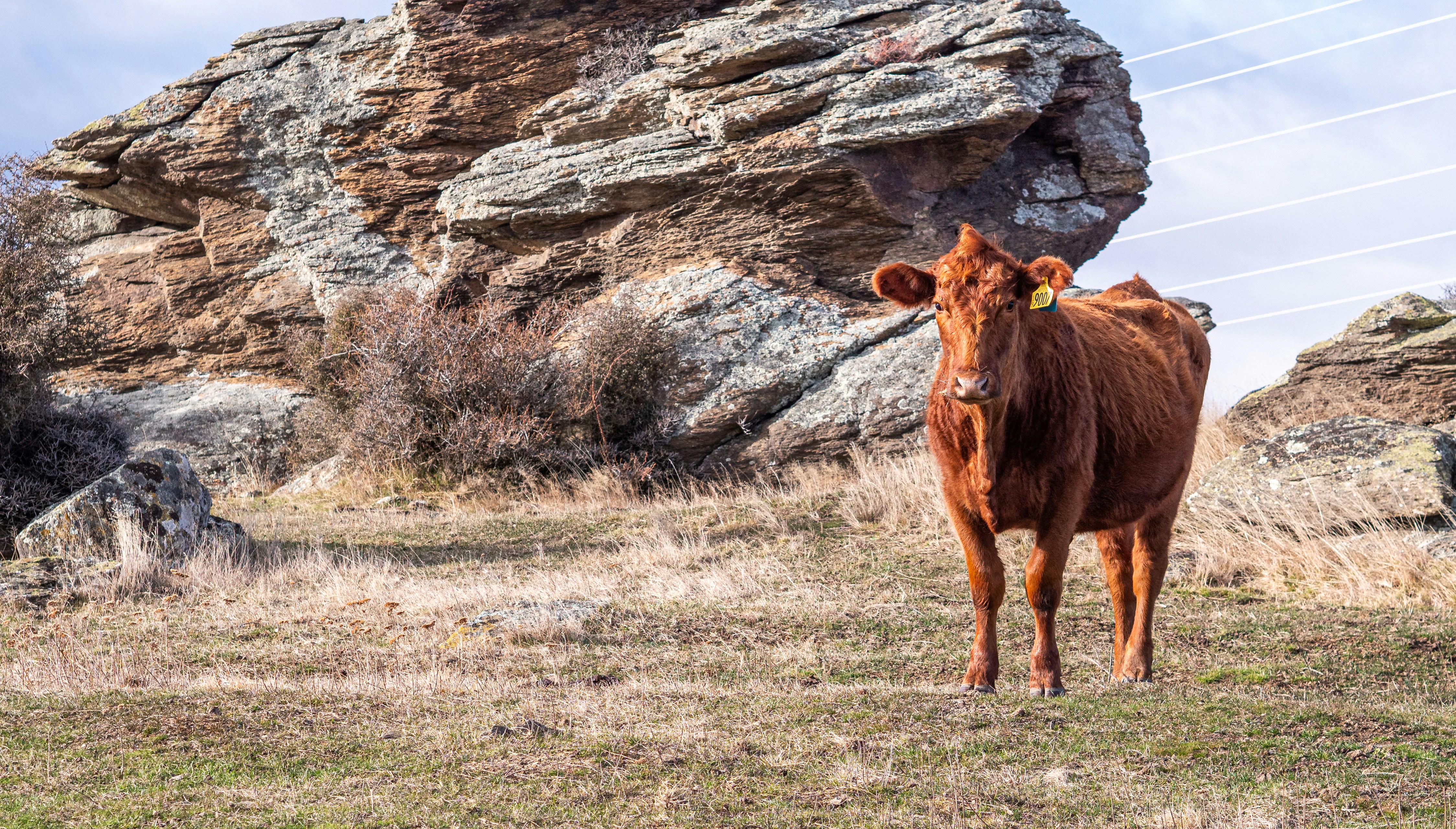 a brown cow standing on top of a grass covered field