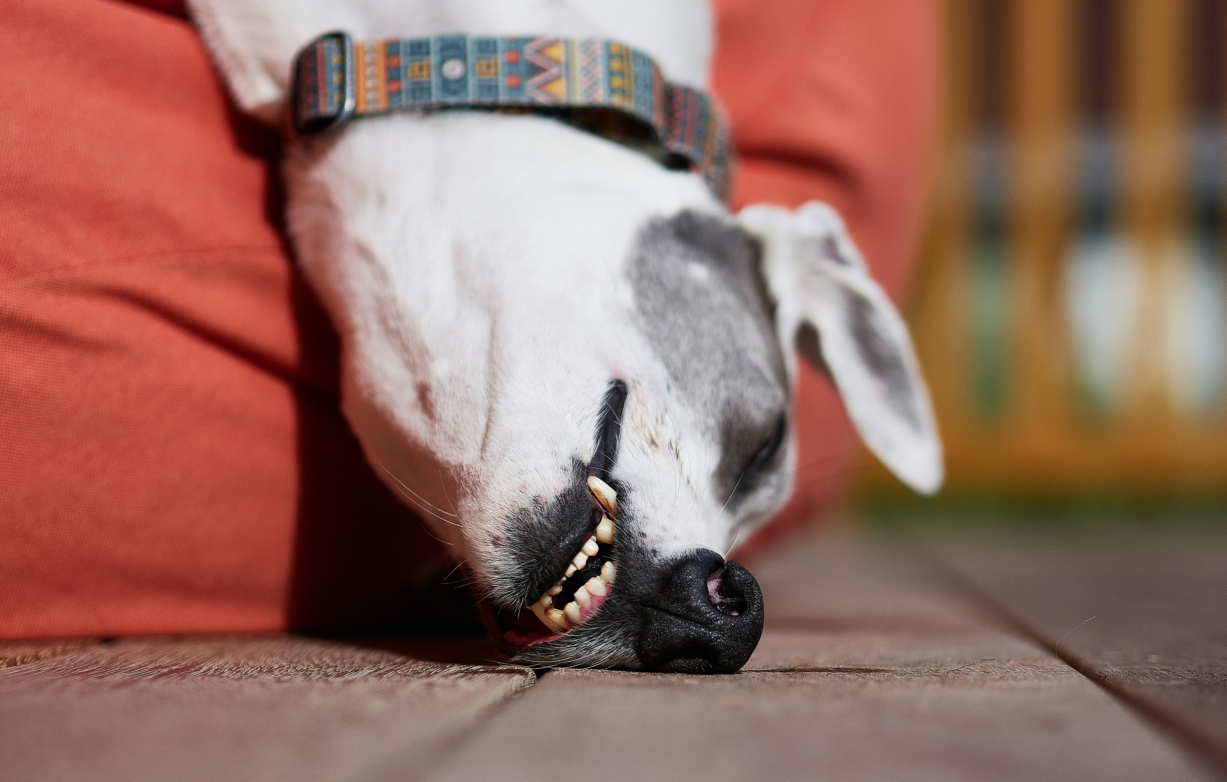 a dog with its head on a pillow