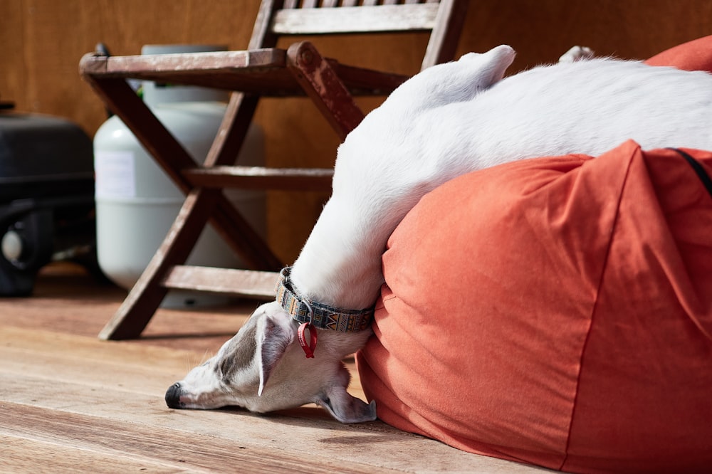 a white dog laying on top of a red bean bag