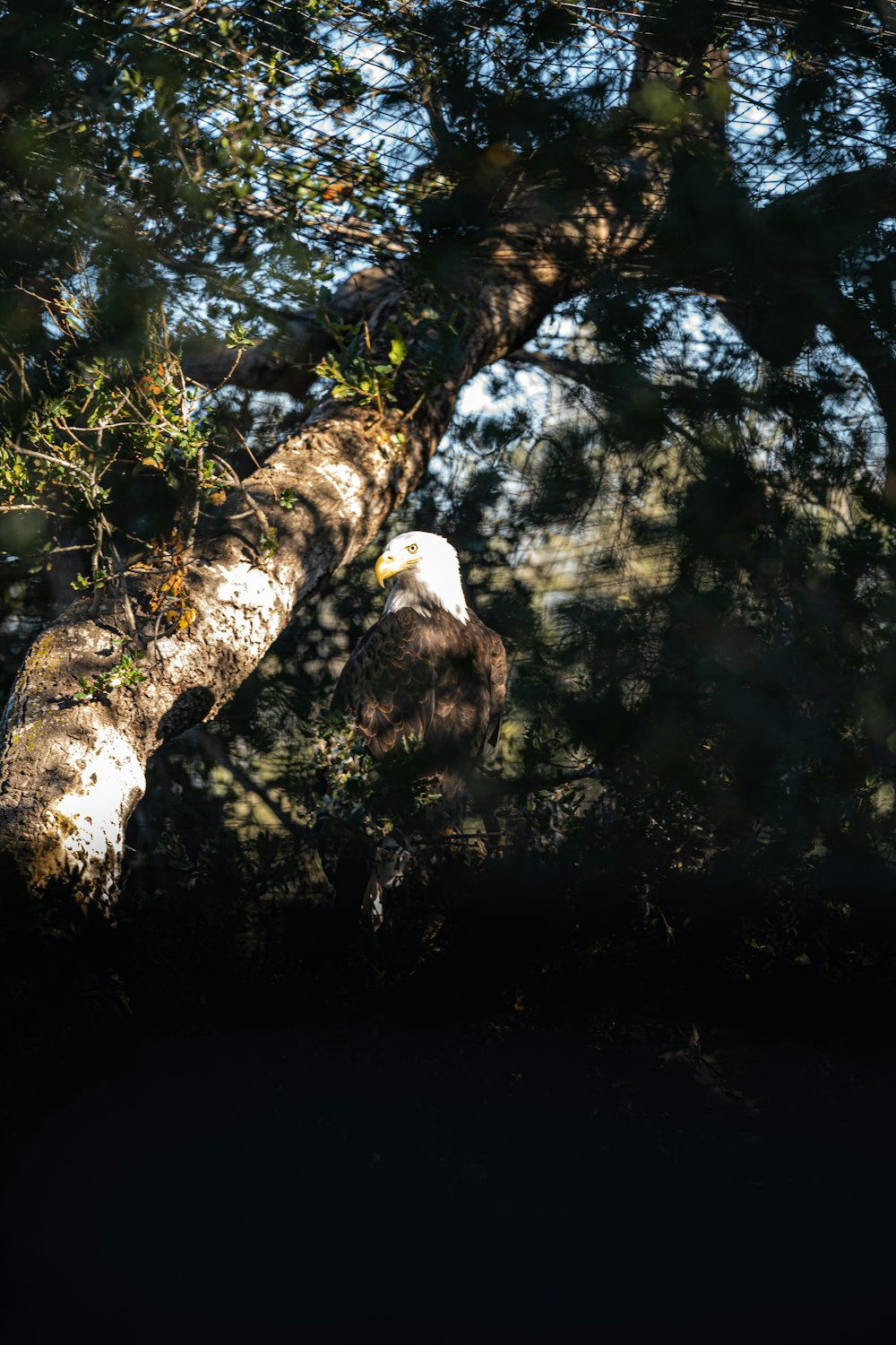 an eagle is perched on a tree branch
