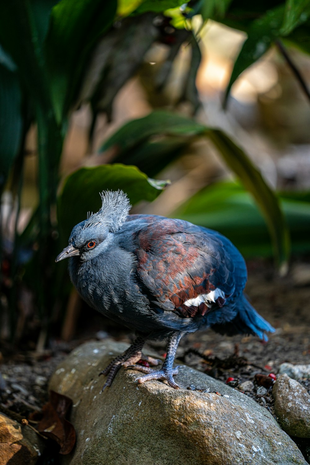 a blue bird is standing on a rock