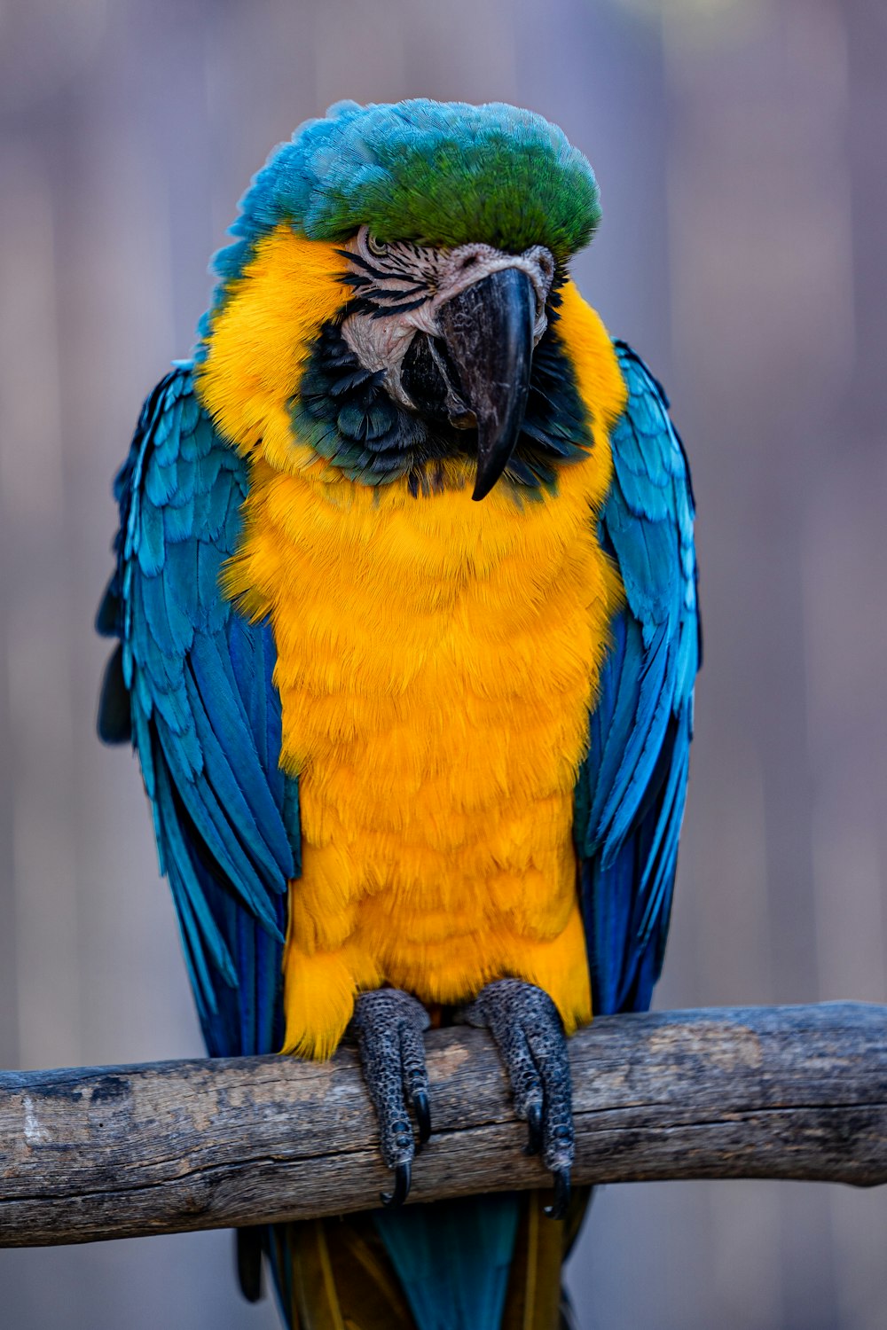 a blue and yellow parrot sitting on a branch
