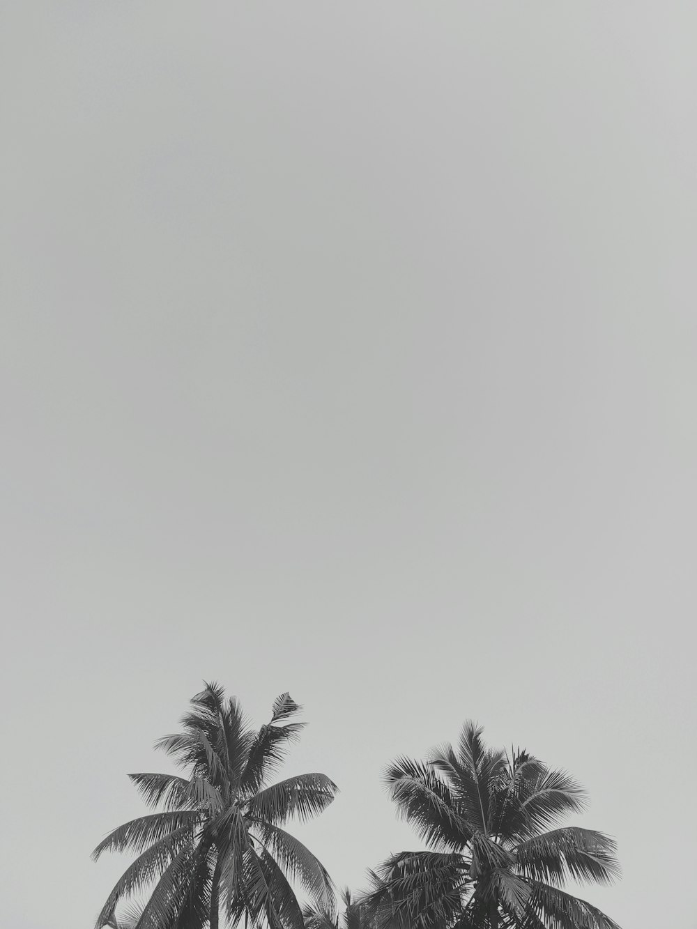 a black and white photo of palm trees
