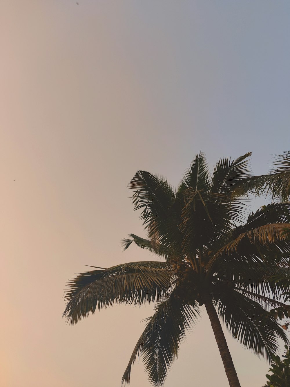 a couple of palm trees standing next to each other