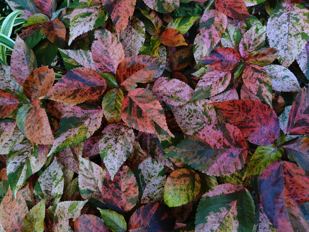 a close up of a bunch of colorful leaves