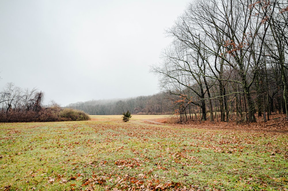 a field with trees and grass in the background