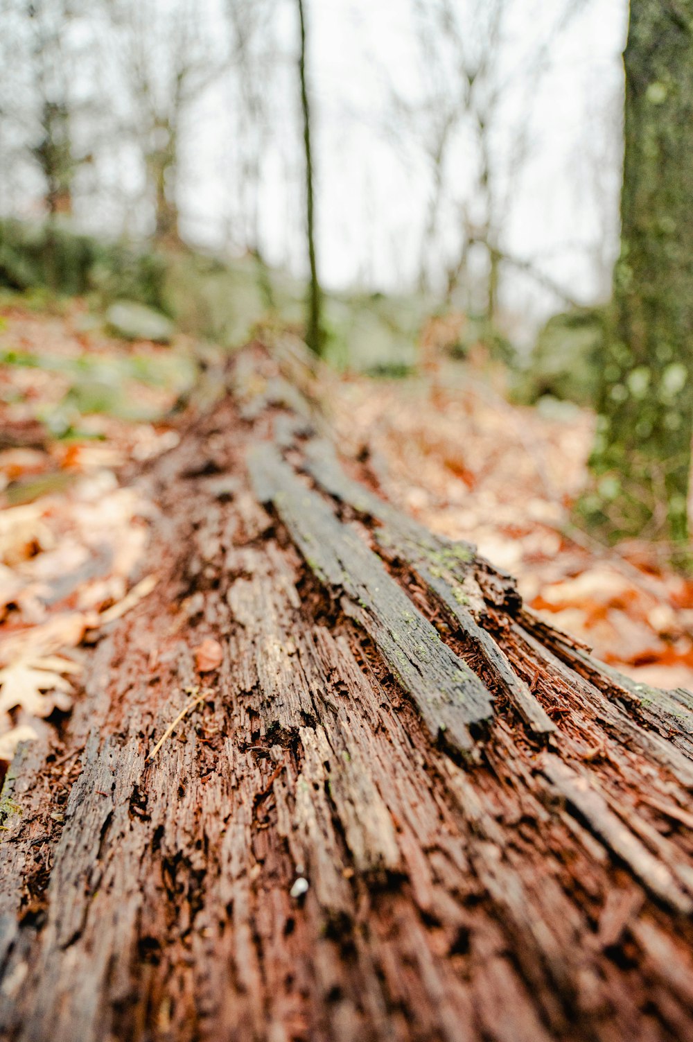 a close up of a log in the woods