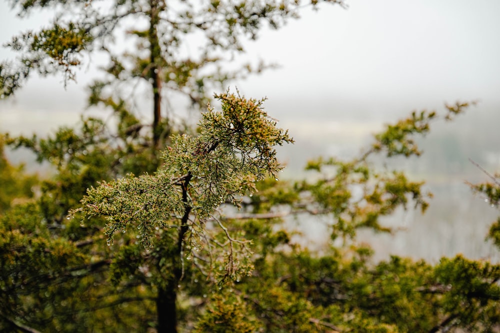 a bird perched on top of a tree next to a body of water