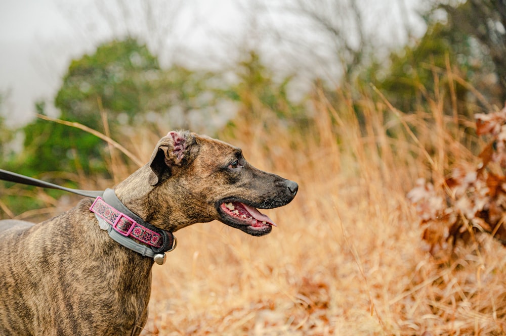 a brown and black dog standing in a field