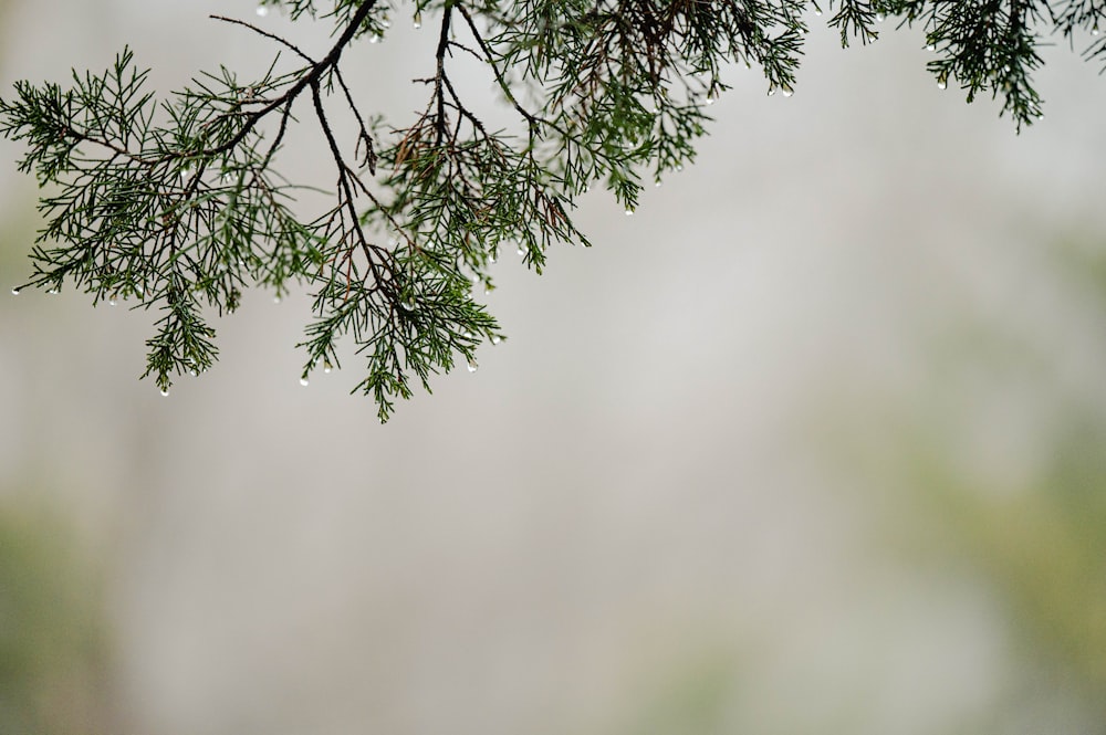 a branch of a tree with drops of water on it